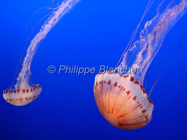 etats unis ouest 49.JPG - Chrysaora colorataSea nettle, MéduseCnidaria, PelagiidaeAquarium de Monterey, Californie, Etats-Unis